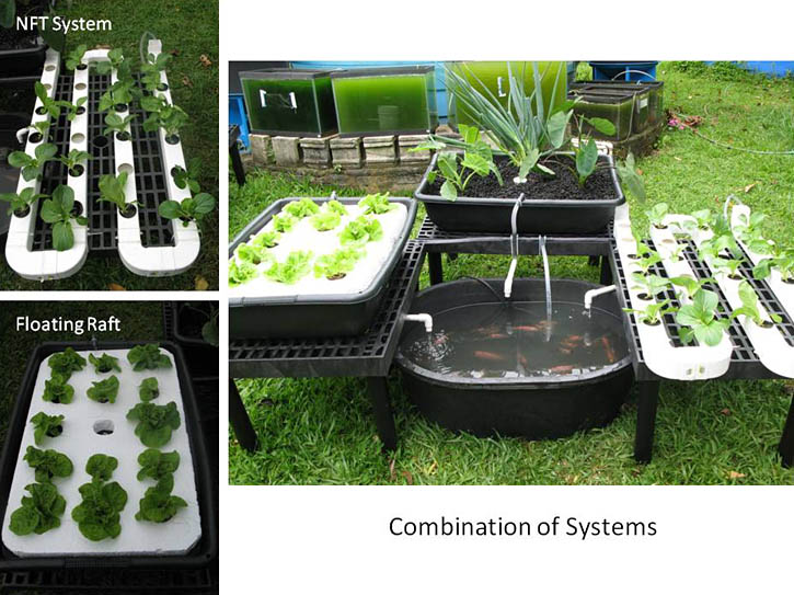 Aquaponics on Pinterest | Aquaponics System, Hydroponics ...