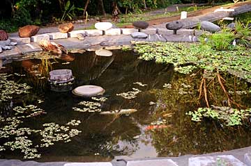 koi pond