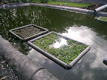 breeding pond